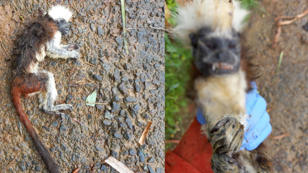 Encontraron un mono muerto en el corregimiento San Cristóbal de Medellín