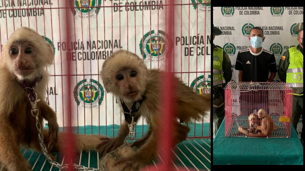 Tenían estos dos monos capuchinos encadenados en una jaula