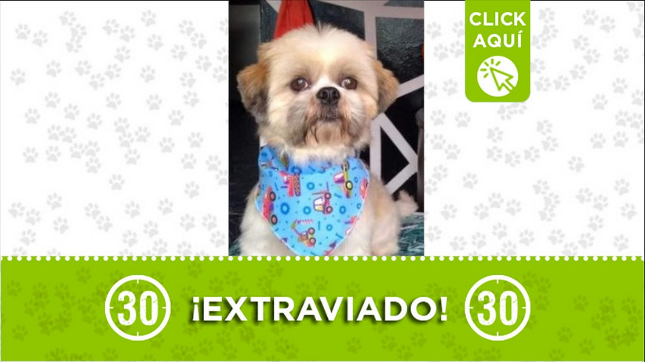 Perrito perdido