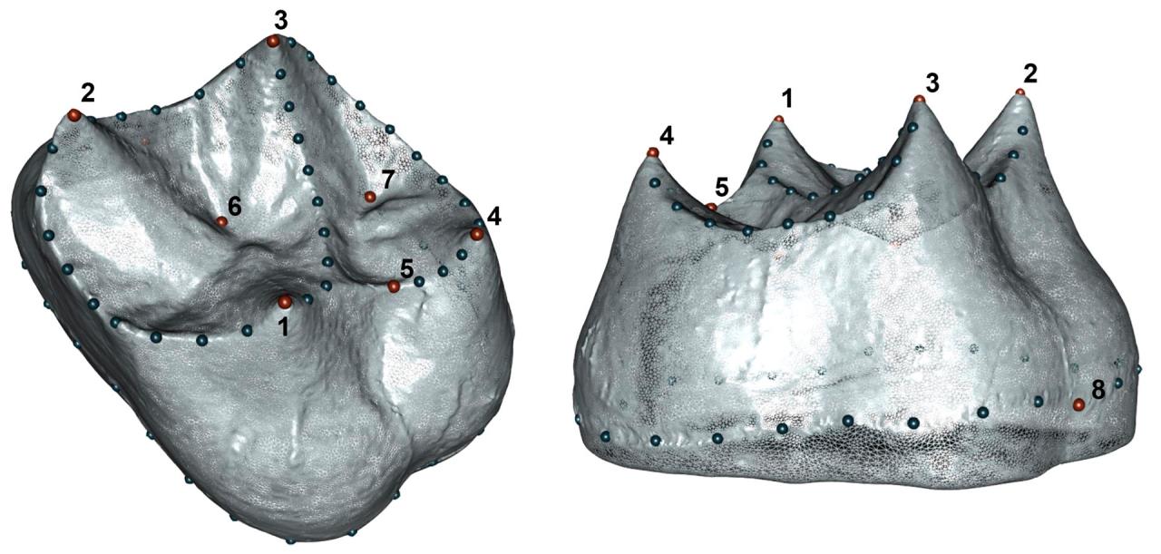 Las poblaciones humanas de la prehistoria reciente, estaban muy emparentadas 3 parentesco prehistoria1