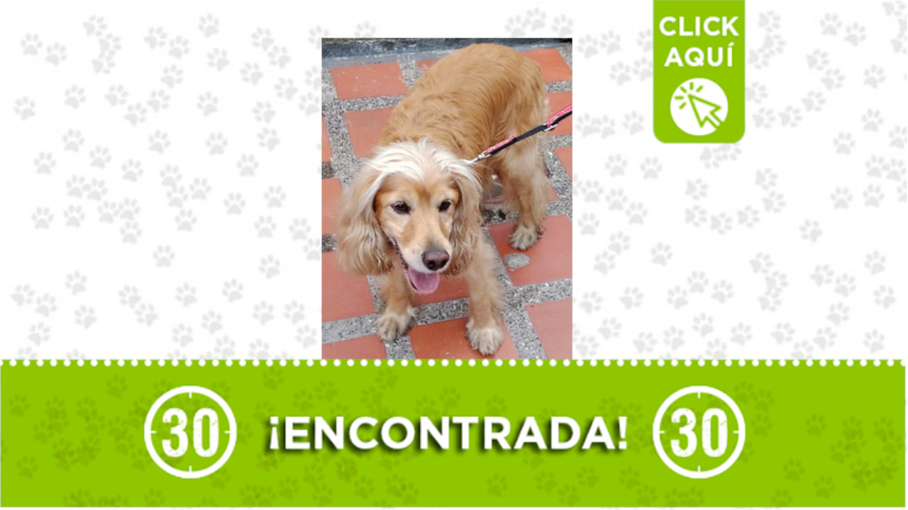 perrita encontrada Pedregal