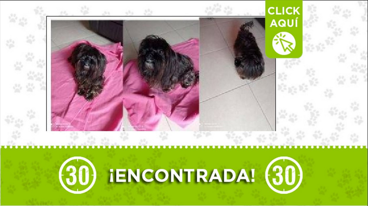 perrita encontrada