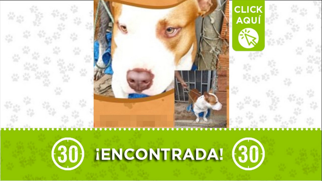perrita encontrada