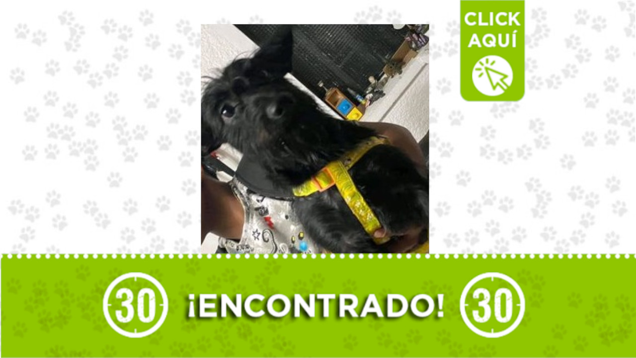 perrito Itagüí