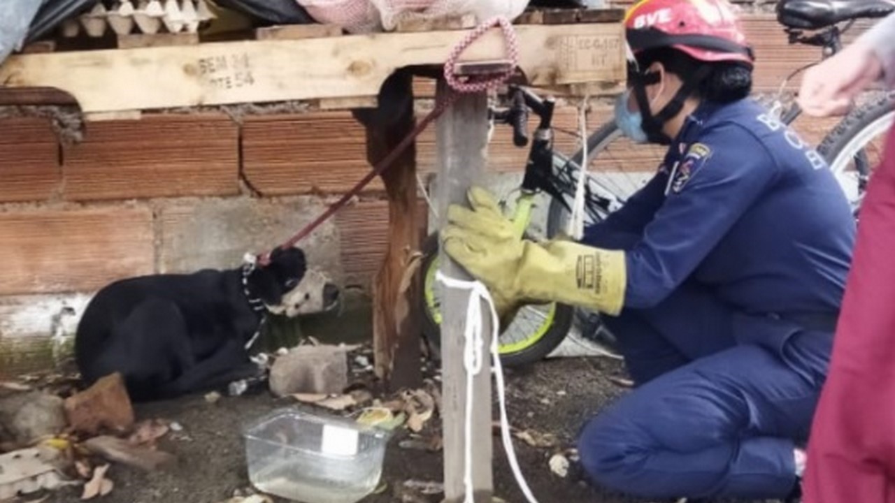 Bomberos rescataron un perrito que dejaron abandonado en el antiguo matadero de Envigado