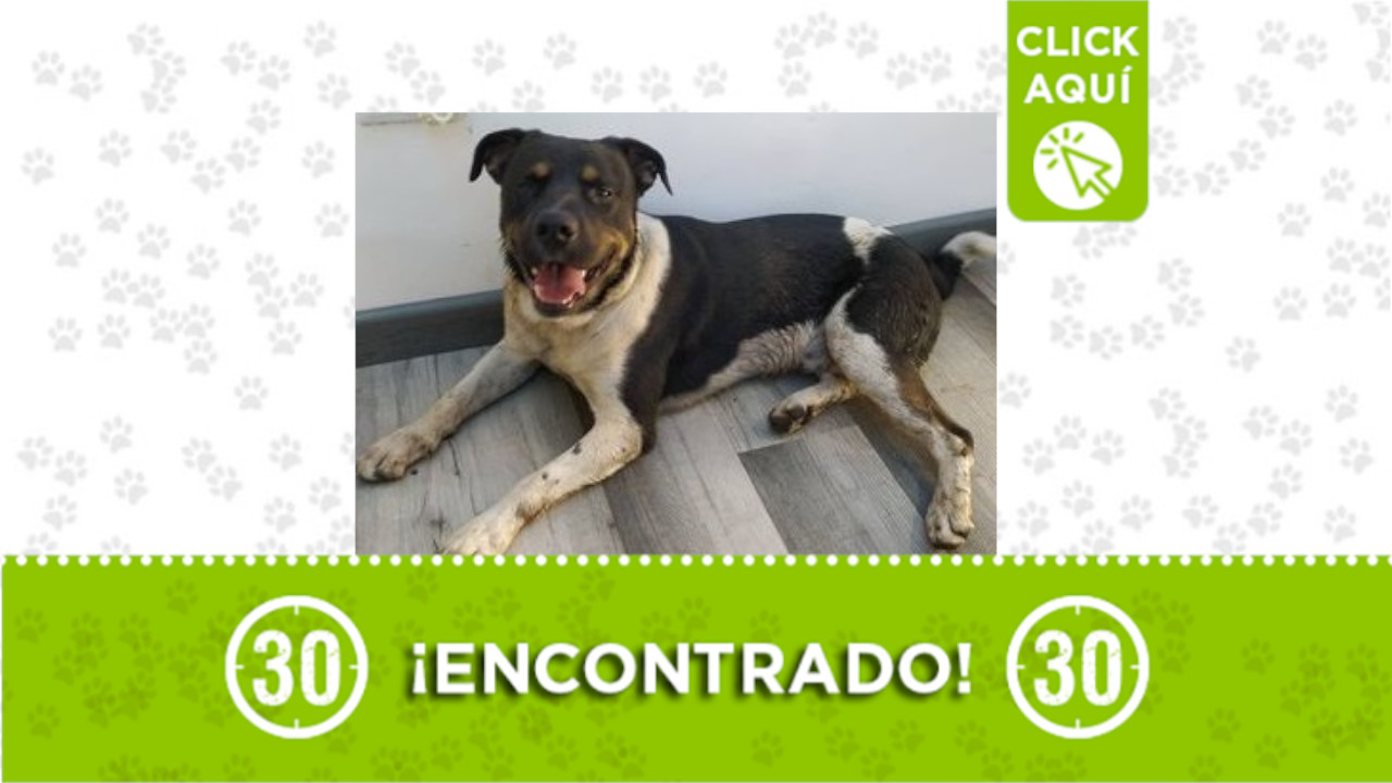 perrito Barrio Obrero