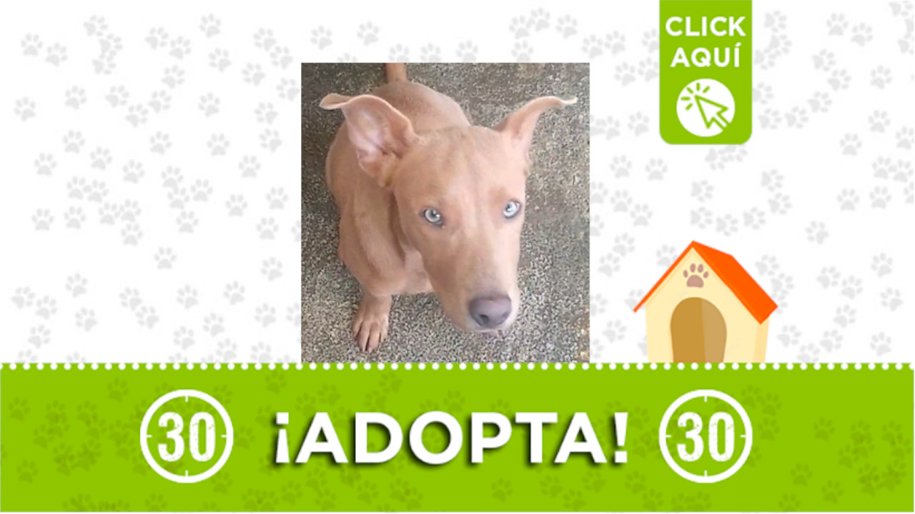 perrito en adopción Enciso