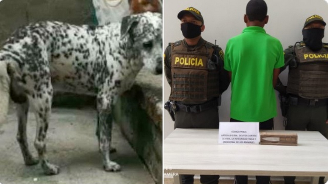 ¡Qué rabia! Hombre le dio seis puñaladas a su propio perro hasta matarlo