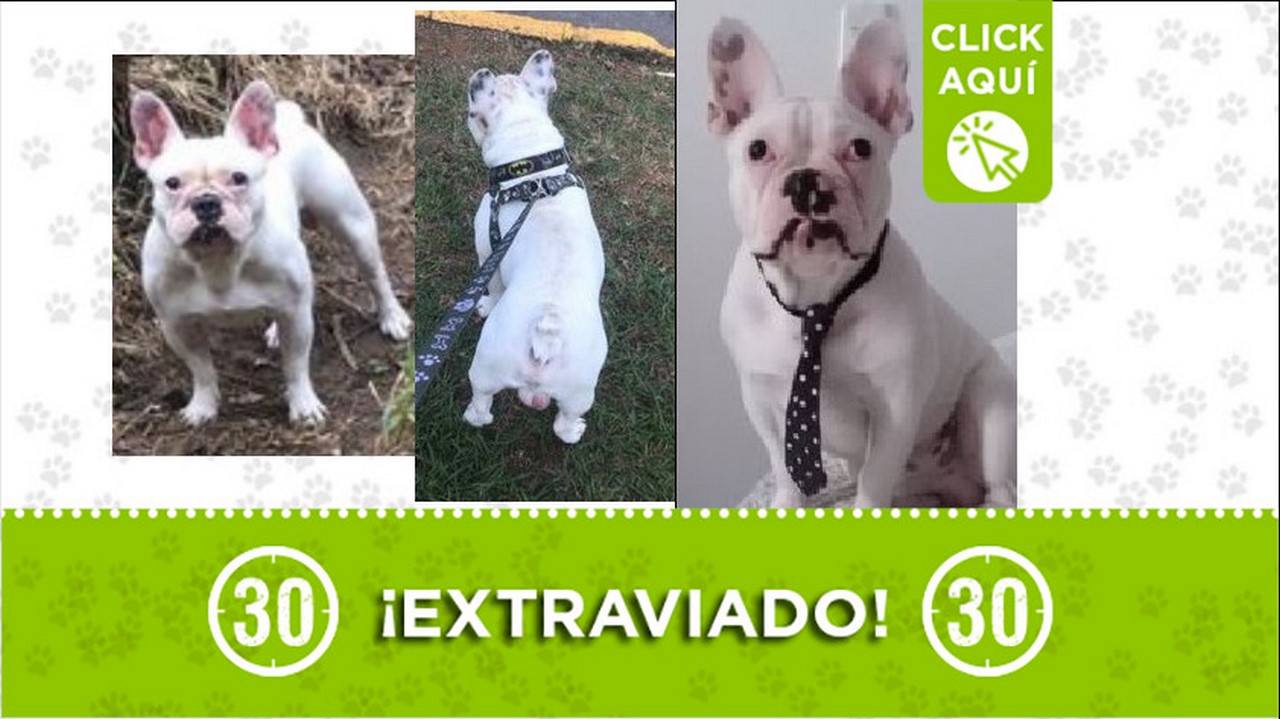 Perrito perdido
