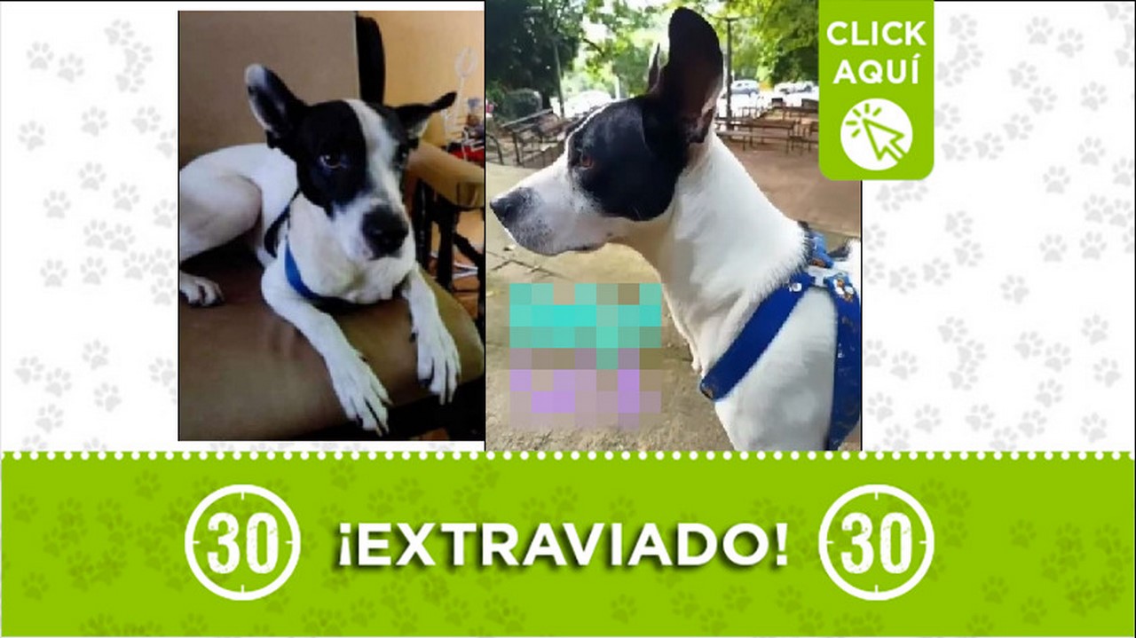 Perrito perdido