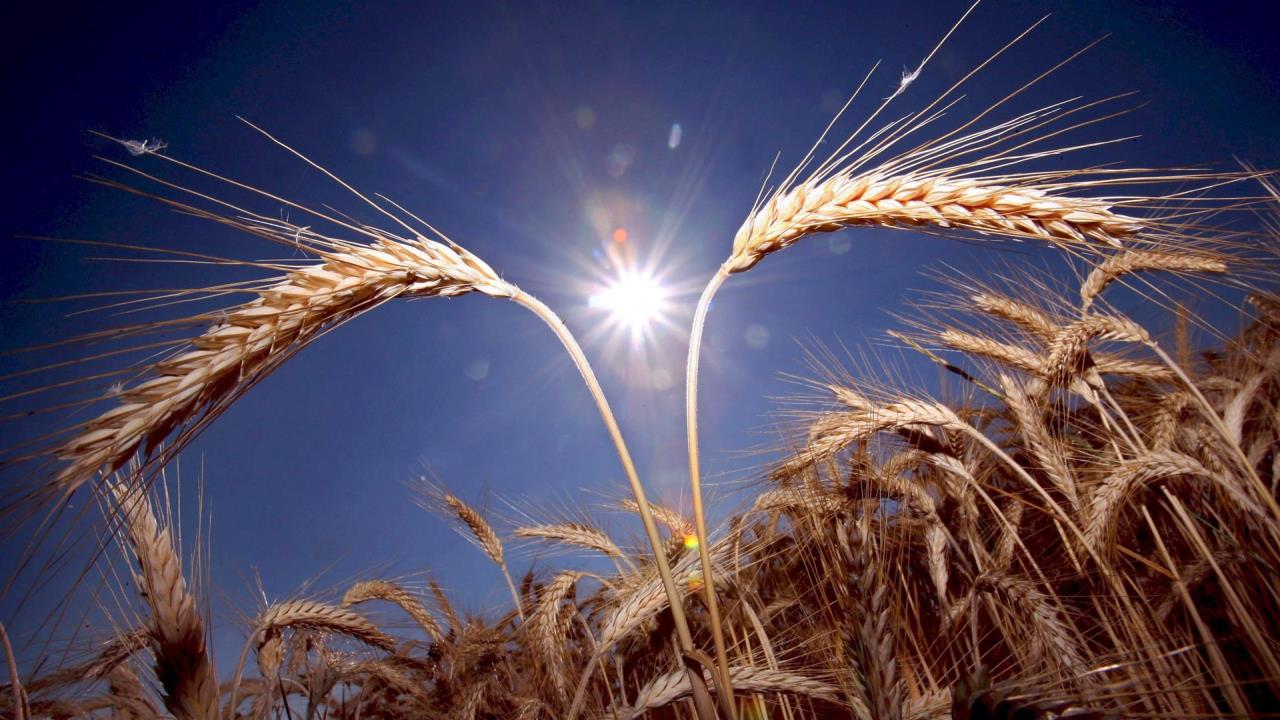 trigo alimentos guerra rusia ucrania