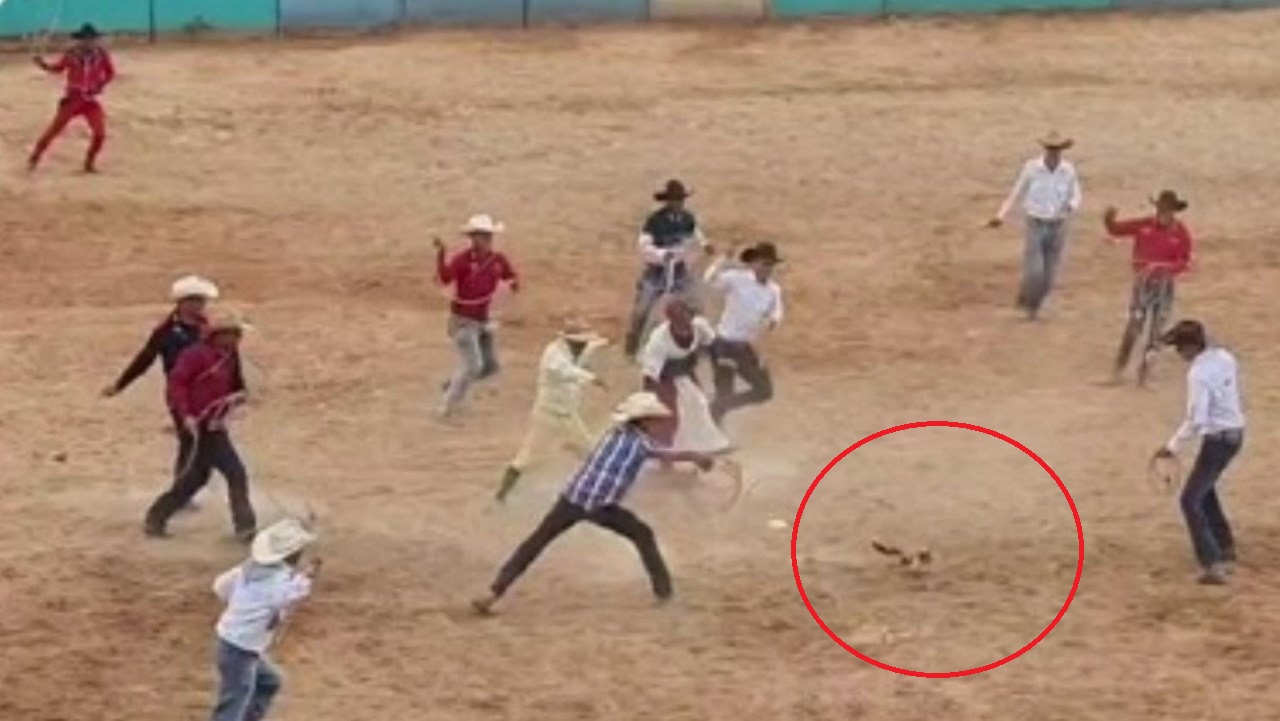 VIDEO. Gato fue enlazado durante un evento de rodeo