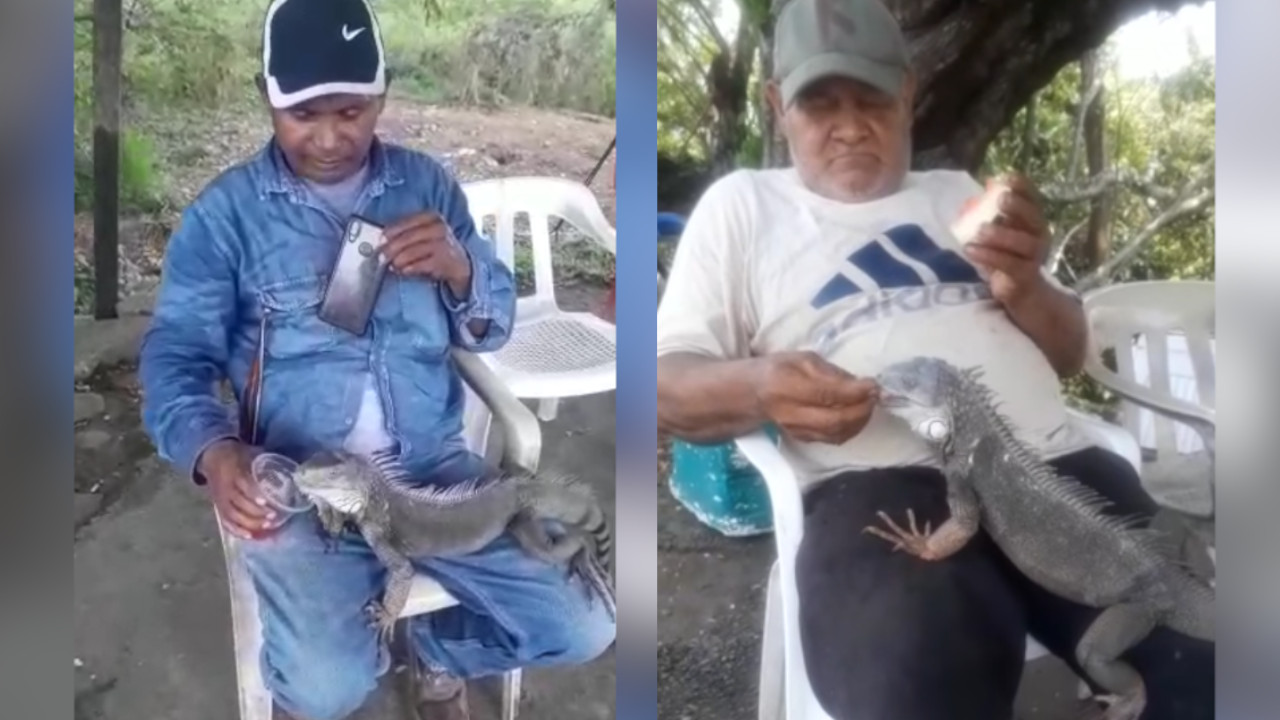 ¡Que ternurita! Una iguana mimada que se sube a las piernas de los clientes de un negocio en Caucasia, Antioquia