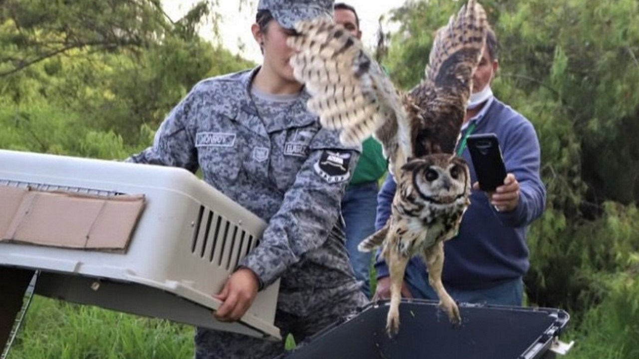 Liberaron a 33 animales silvestres en el humedal La Conejera