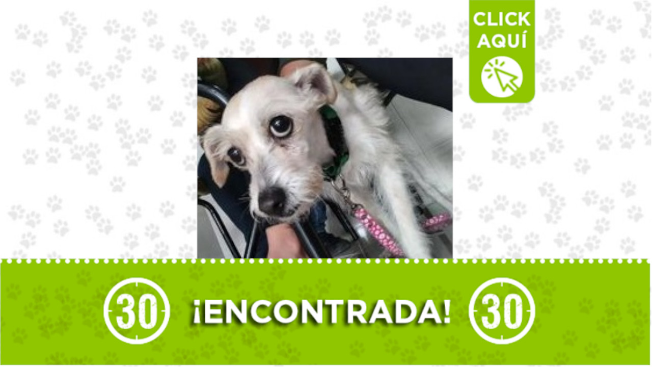 Perrita encontrada Estadio