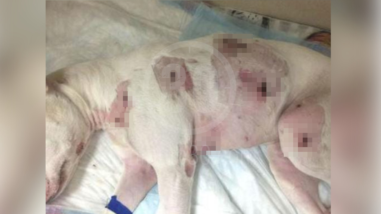 ¡Se desquitó con el perrito! Discutía con su vecino y de la rabia le apuñaló la mascota