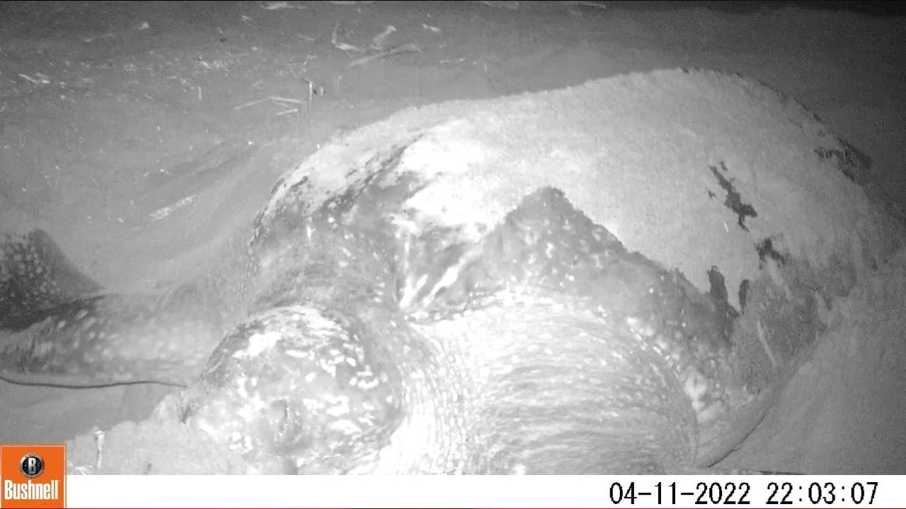 FOTOS: Avistaron a una tortuga caná, la más grande del mundo, depositando sus huevos en Necoclí 4 Tortuga cana 4