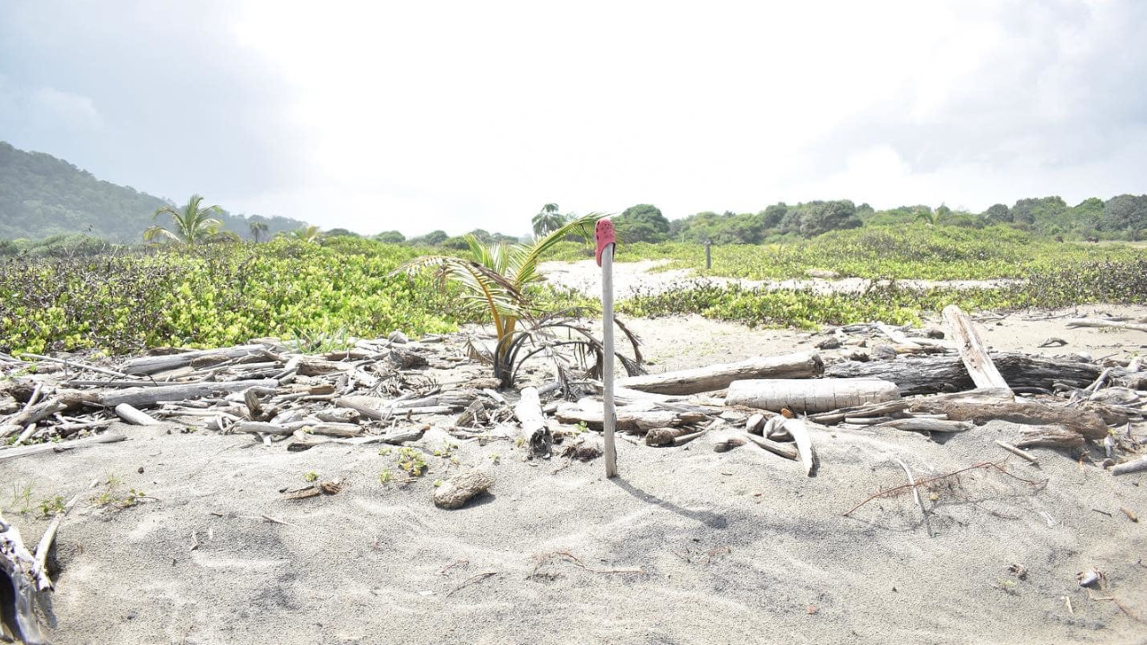 FOTOS: Avistaron a una tortuga caná, la más grande del mundo, depositando sus huevos en Necoclí 7 Tortuga cana 5