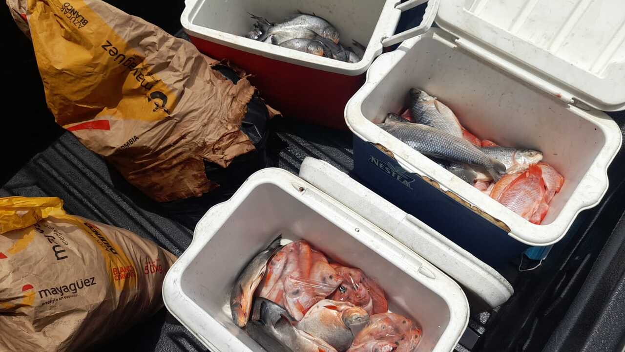 pescado en mal estado en Rionegro