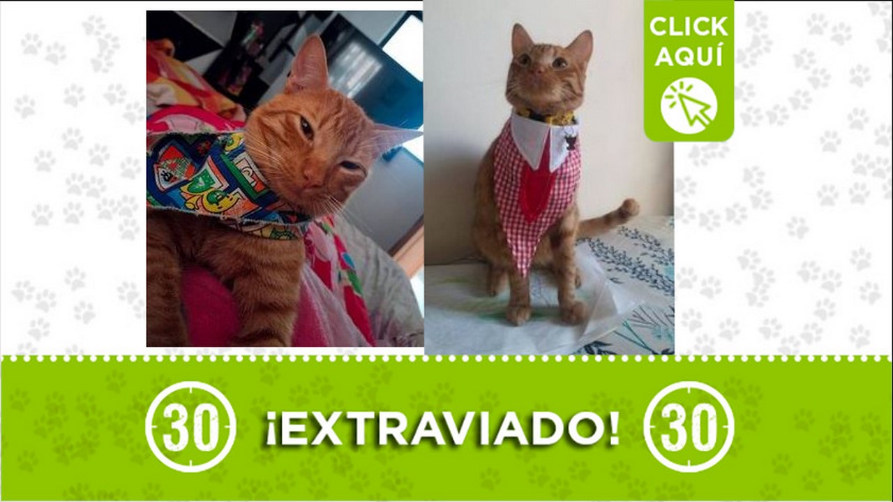 gatico perdido