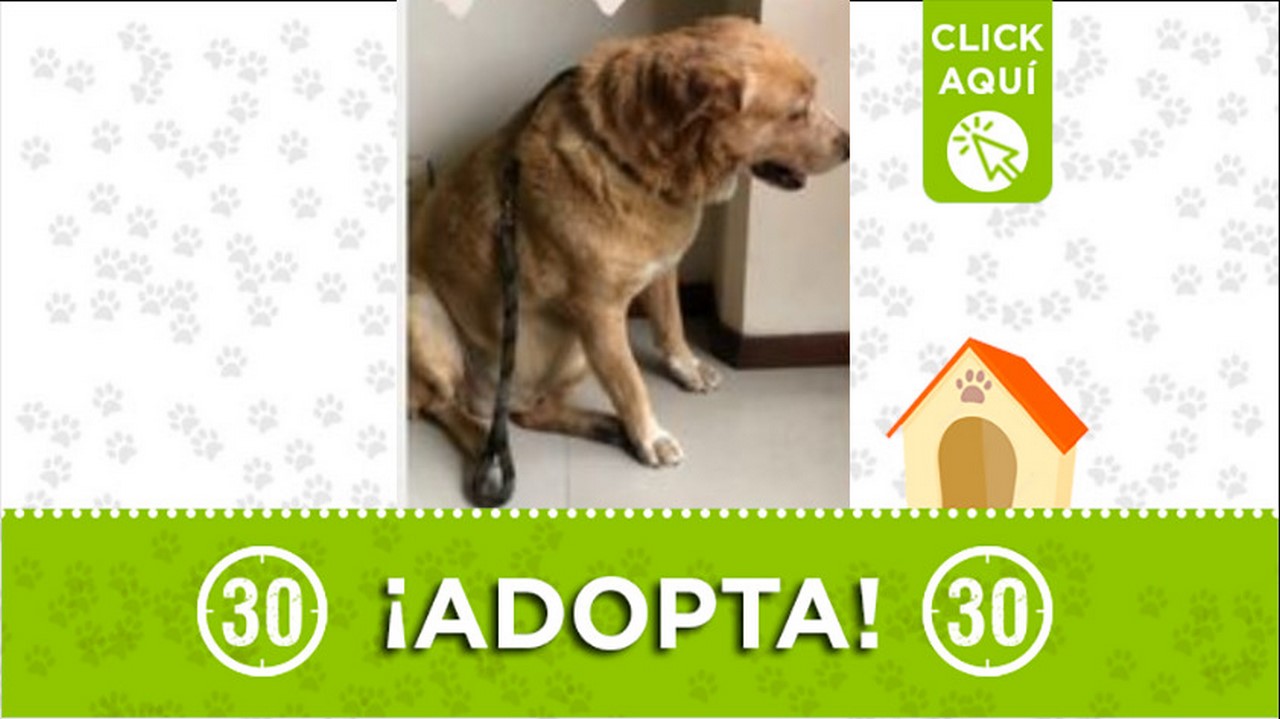 Perrito en adopción