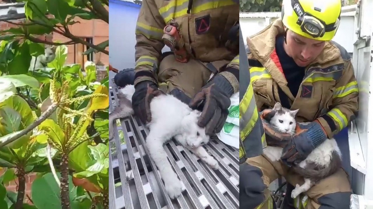 Rescataron un gatico aferrado un árbol en Rodeo Alto
