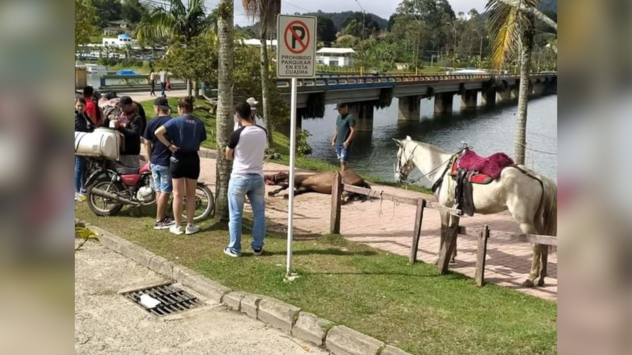 ¡Muy triste! Caballo convulsionó y murió en Guatapé