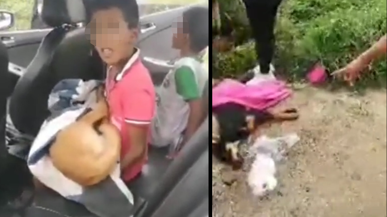 [Video]"Se van a llevar a mi perrito", niños lloran el envenenamiento de sus dos perritos en Rionegro