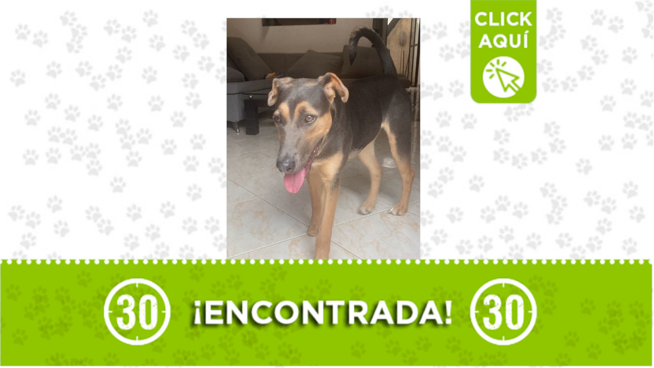 Encontraron a esta perrita en Cabañas