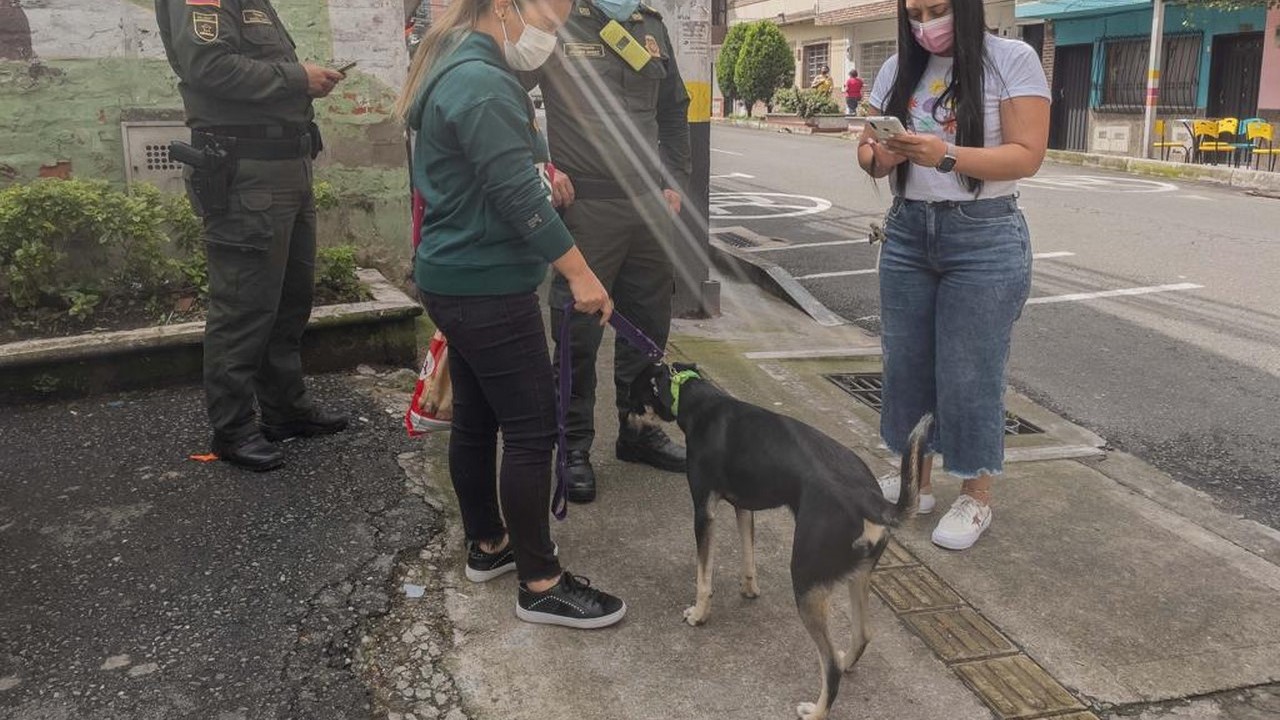 Fotos y video: Rescataron una perrita en Sabaneta tras denuncia por maltrato animal