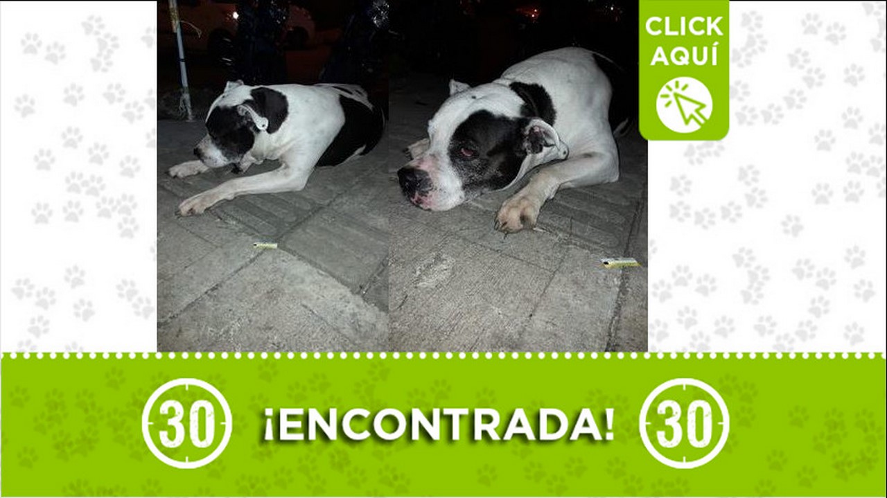 perrita encontrada