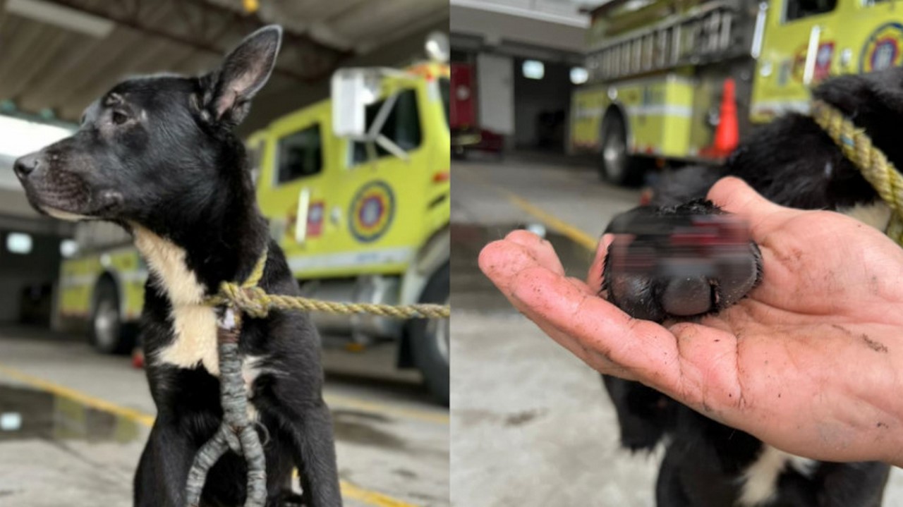 Bomberos de Medellín rescataron un perrito en Altavista