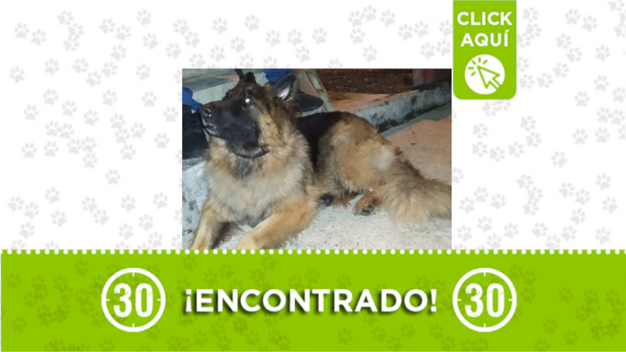 perrito San Antonio de Prado