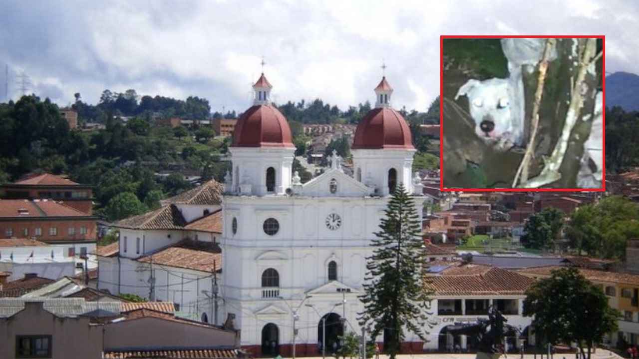 Perrito fue encontrado amarrado a un árbol en Rionegro