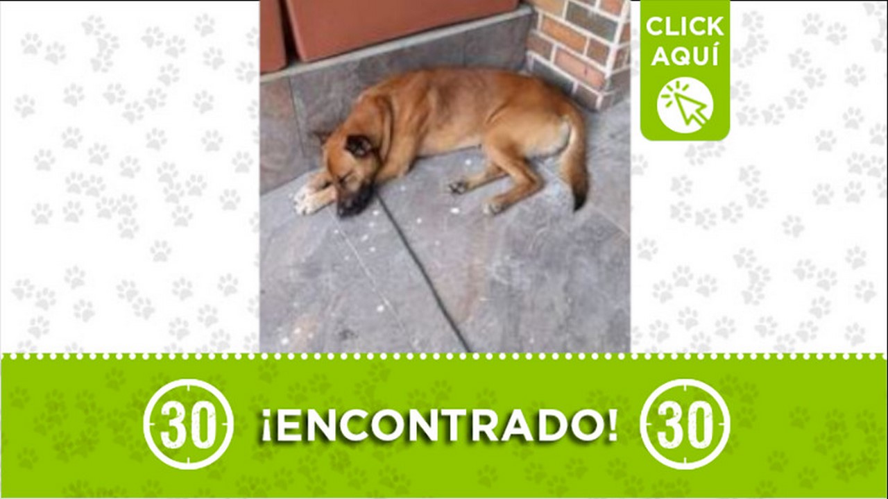 perrito encontrado