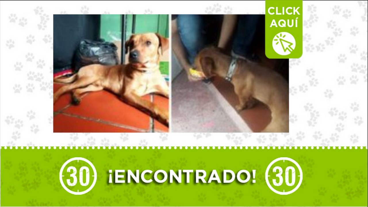 perrito encontrado