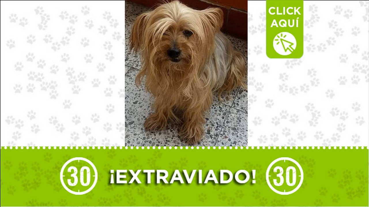 Perrito perdido