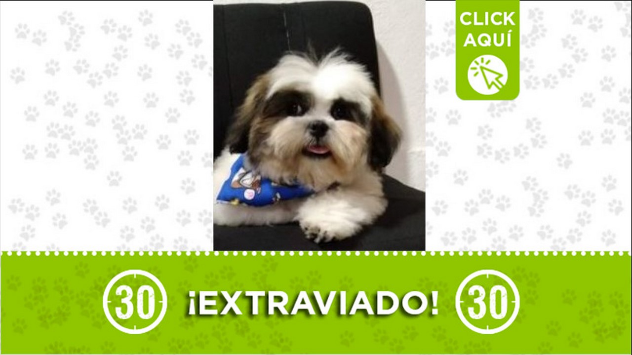 Perrito perdido