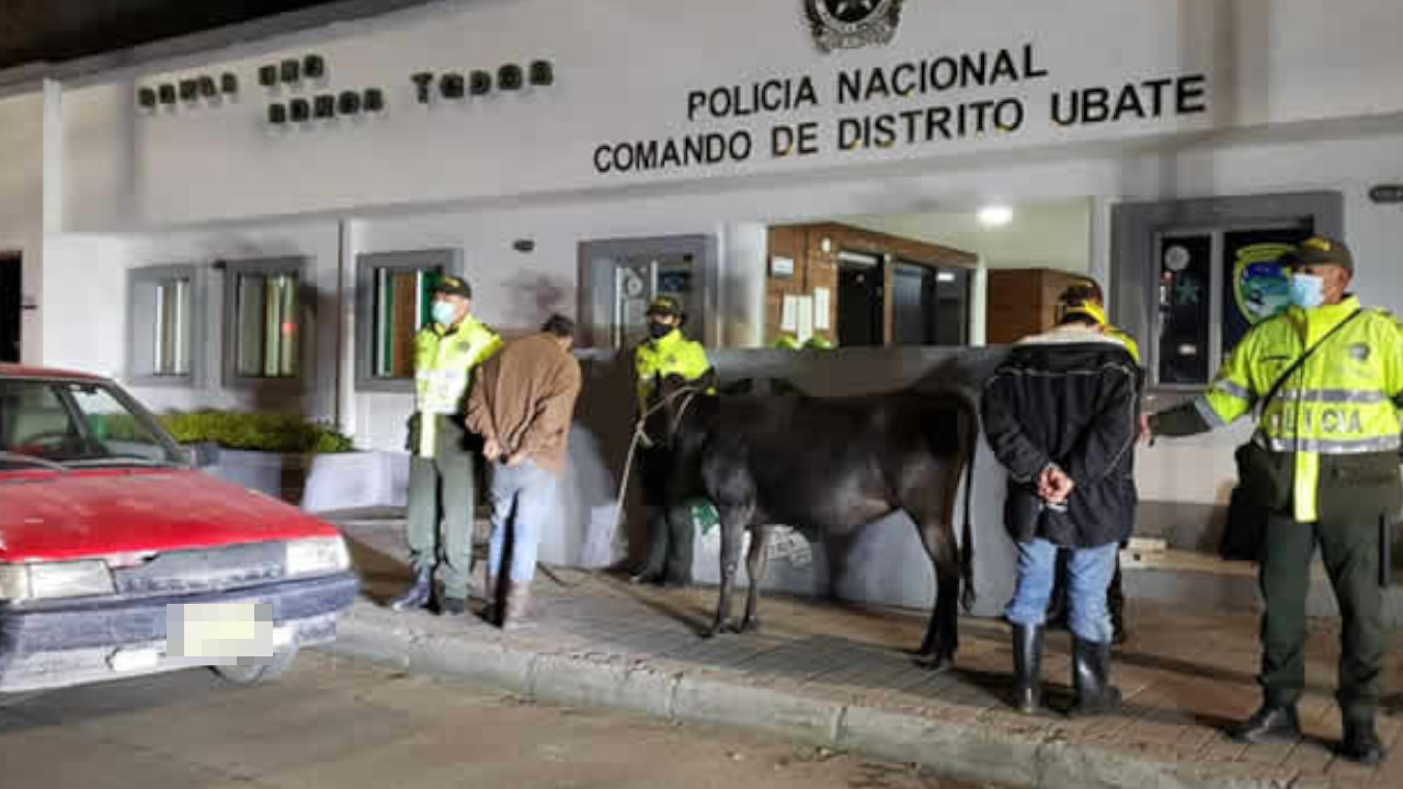 ¡El colmo! Ladrones se pretendían llevar una vaca en un Renault 9