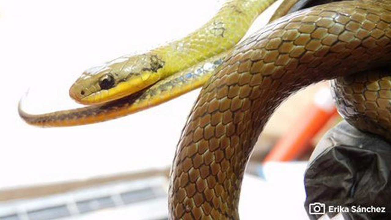 Encontraron serpiente no vista hace 10 años en Bogotá en obras del Metro