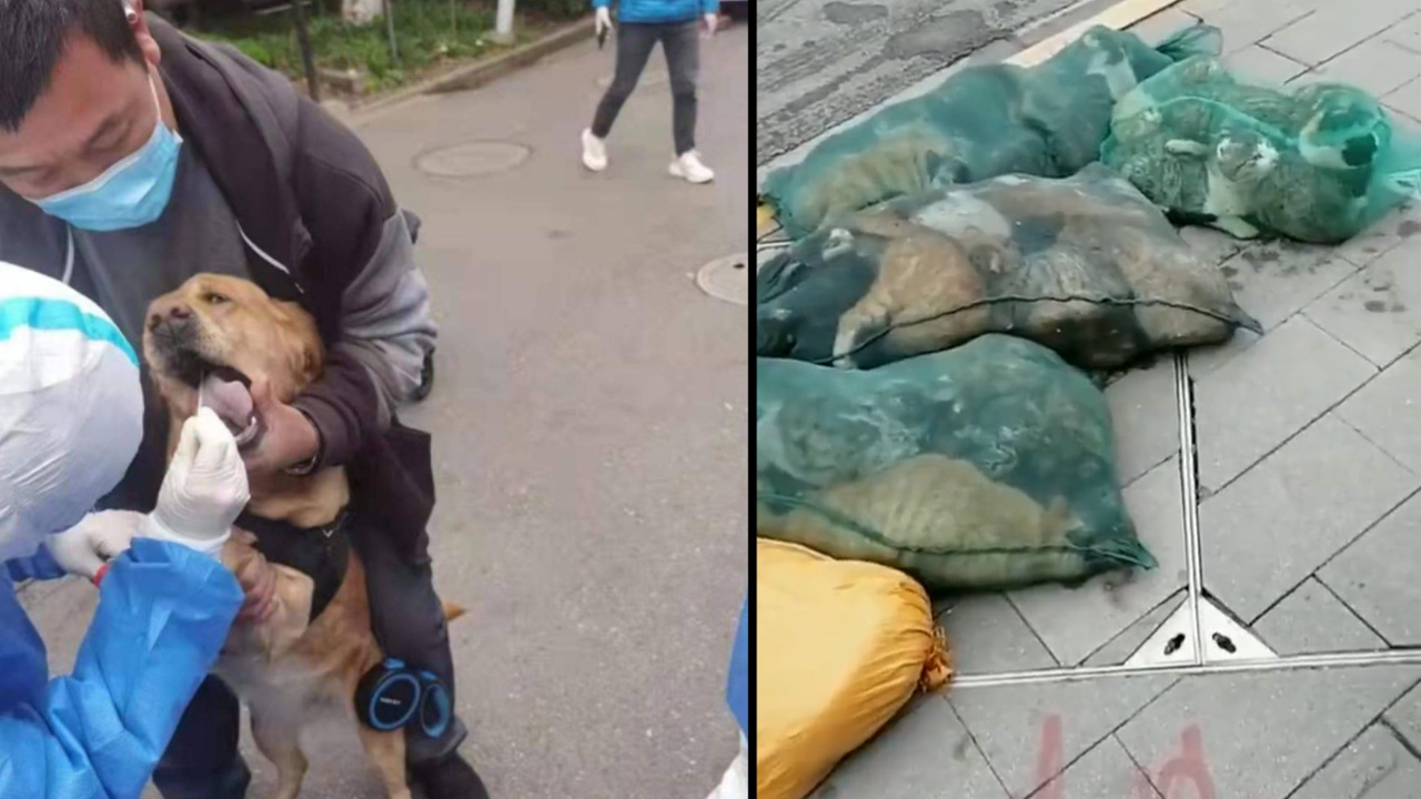 Sacrificio de mascotas en Shanghái covid-19