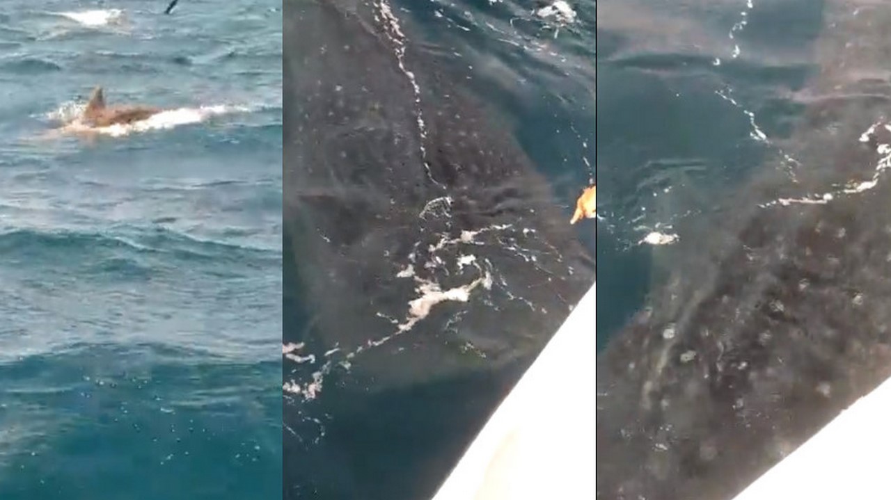 Turistas asombrados por tiburón ballena en Santa Marta