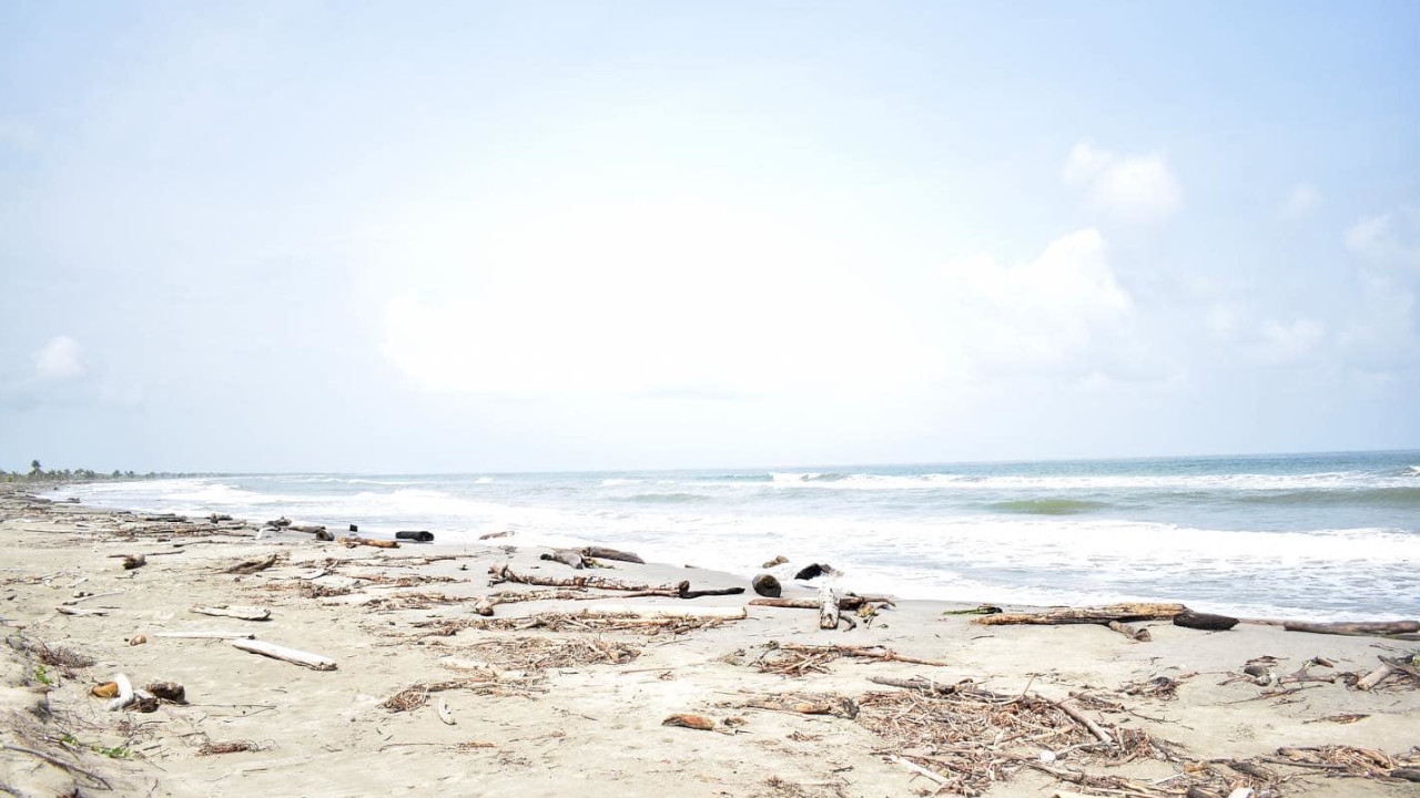 FOTOS: Avistaron a una tortuga caná, la más grande del mundo, depositando sus huevos en Necoclí 8 tortuga cana playa