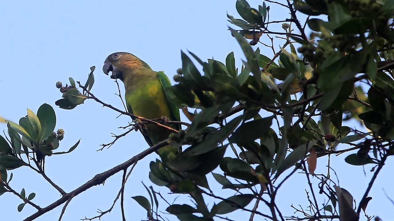 vida silvestre colombia