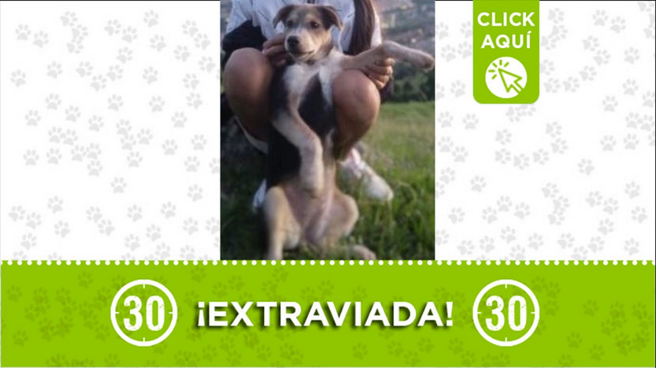 Perrita perdida