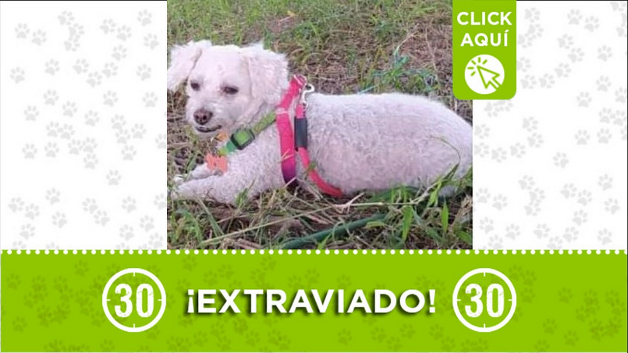 Perrito perdido