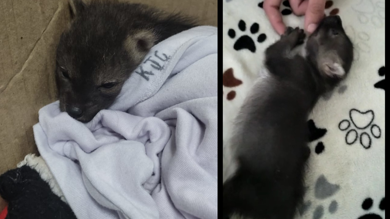 Esta ternurita es una cría de zorro y fue rescatado por un ciudadano en El Carmen de Viboral