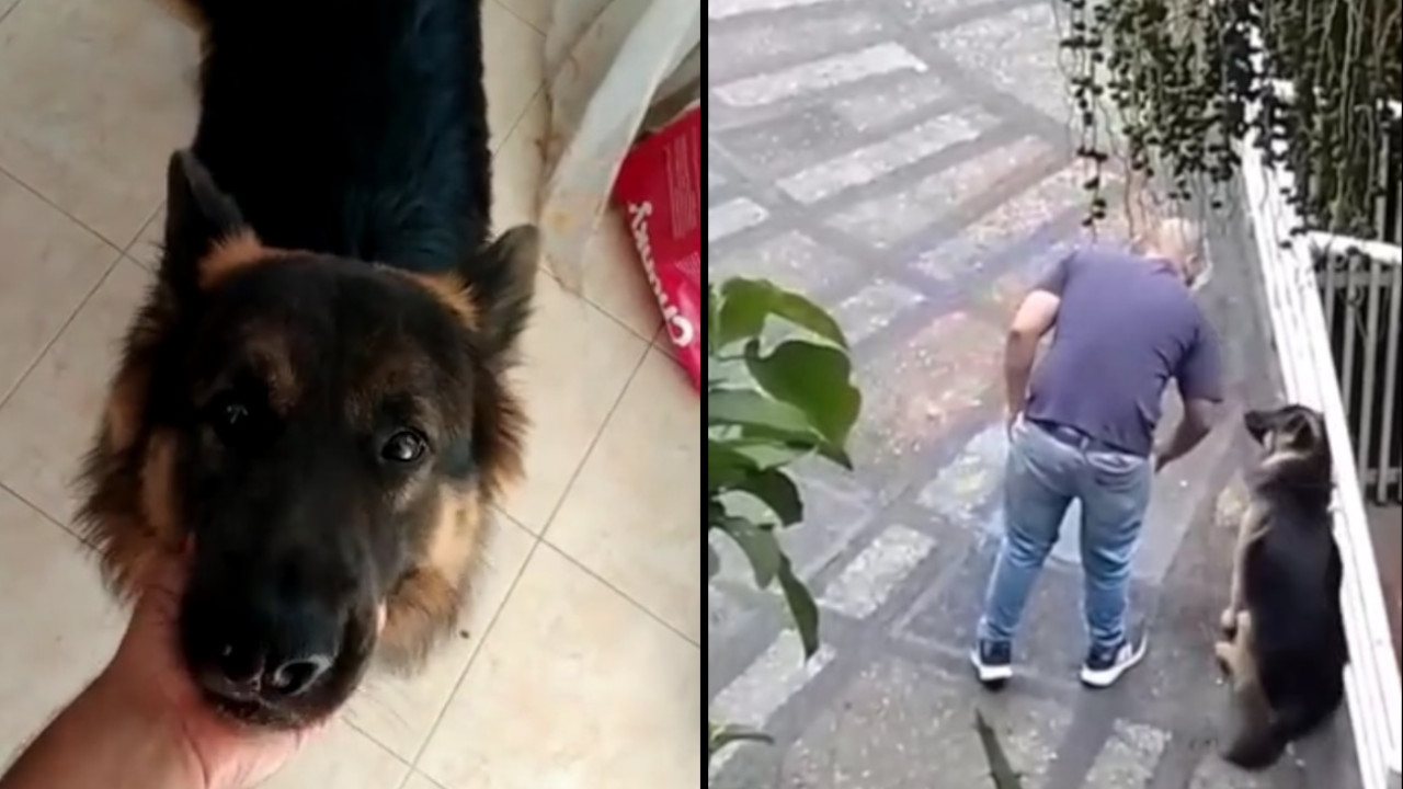 ¿Existe justificación para los golpes a una mascota? Esto dijo el hombre, dueño de los perritos maltratados en Belén