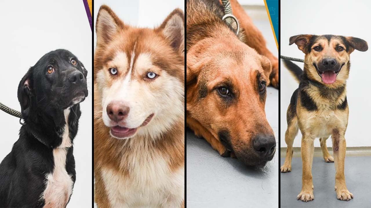 200 'peluditos' buscan hogar en el que les brinden mucho amor ¿Quiere adoptar?