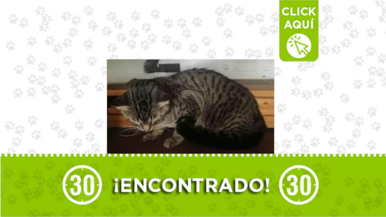 Gatito Belén Los Alpes